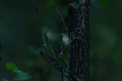 Locustella lanceolata