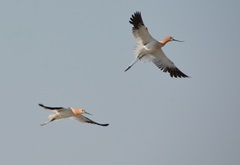 Recurvirostra americana