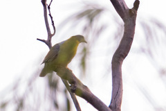 Treron phoenicopterus