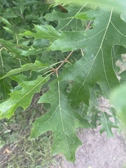 Quercus ellipsoidalis