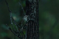 Locustella lanceolata