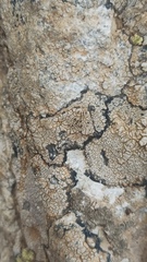 Lecanoromycetes