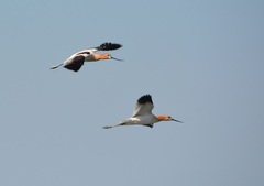 Recurvirostra americana