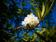 Rhododendron maximum