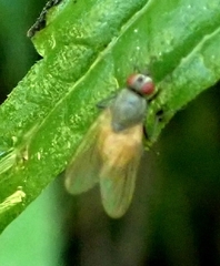 Thricops semicinereus