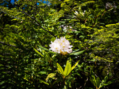Rhododendron maximum