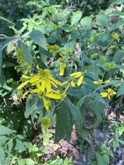 Verbesina alternifolia