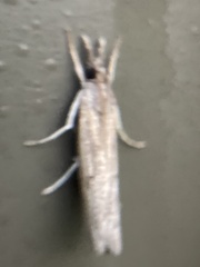 Fissicrambus mutabilis