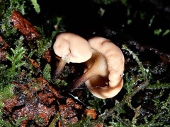 Cudoniaceae