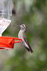 Lampornis clemenciae
