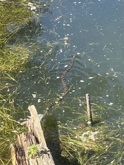 Nerodia sipedon sipedon