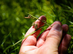 Carex magellanica