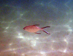 Trachinotus baillonii