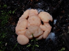 Cudoniaceae