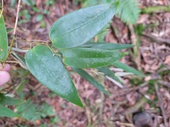 Smilax lanceifolia