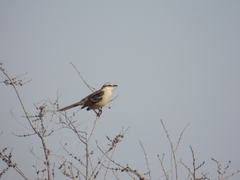 Mimus saturninus