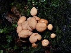 Cudoniaceae