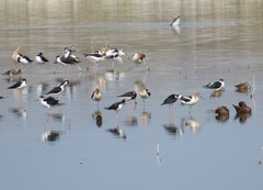 Recurvirostra americana