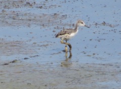 Recurvirostra americana