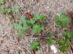 Potentilla argentea