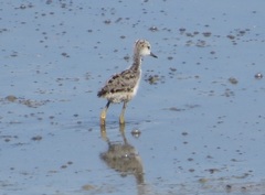 Recurvirostra americana