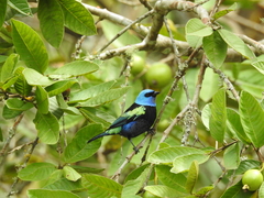 Stilpnia cyanicollis