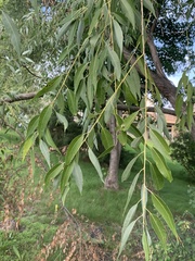 Salix nigra