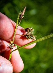 Carex magellanica