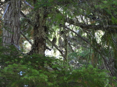 Haemorhous purpureus