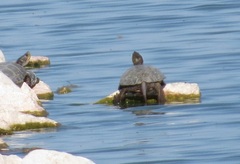 Actinemys marmorata