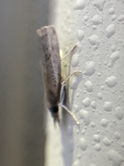 Fissicrambus mutabilis
