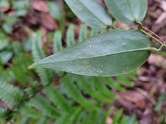 Smilax lanceifolia