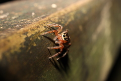 Plexippoides doenitzi