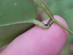 Smilax lanceifolia