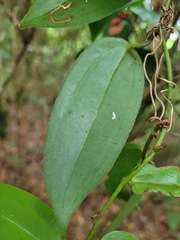 Smilax lanceifolia