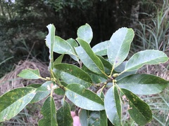 Quercus morii
