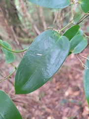Smilax lanceifolia