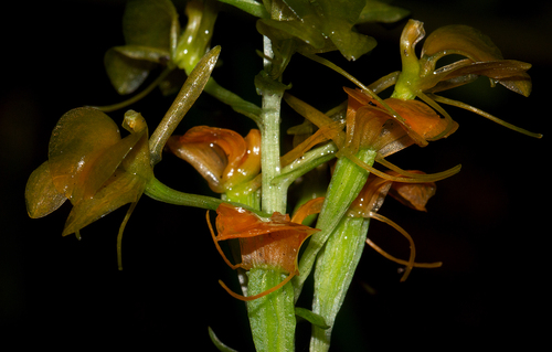 Litter Fly Orchid