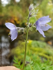 Polemonium acutiflorum