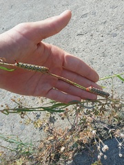 Hyles euphorbiae