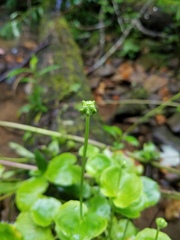 Parnassia