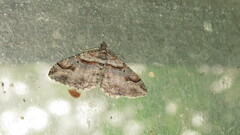 Costaconvexa centrostrigaria