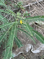 Sesbania cannabina