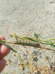 Hyles euphorbiae