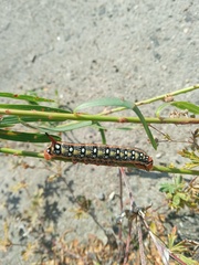 Hyles euphorbiae