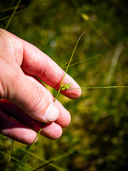 Carex oligosperma
