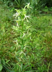 Platanthera lacera