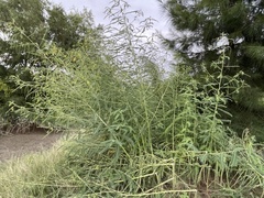 Sesbania cannabina