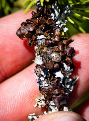 Tuckermanopsis sepincola