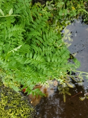 Polemonium acutiflorum